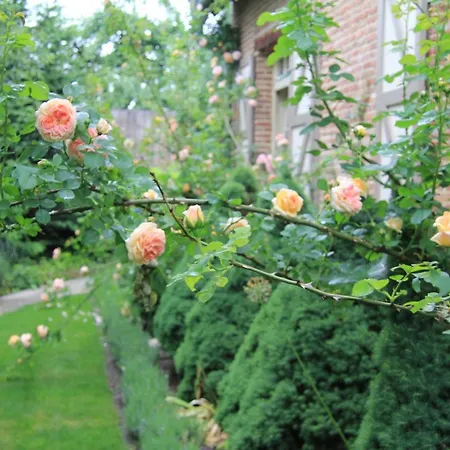 Nocleg ze śniadaniem Rose Dobroszyce